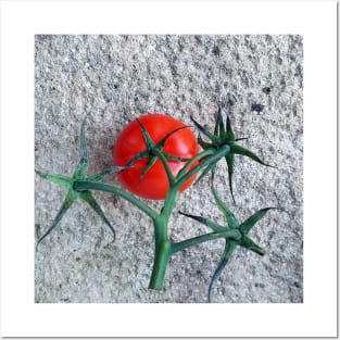 Ripe Red Tomato and Stems Posters and Art